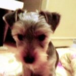 6개월된 <b>방울</b>이