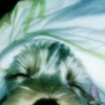 그동안 모아두었던 우리 방울이사진! ㅋ