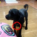 [급급]가족을 찾습니다 꼭좀 봐주세요!!!(사례드림)