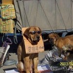 이런 <b>개</b>보다 못한 <b>주인</b>넘