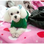 <b>미용</b>하고 바로찍은 마루