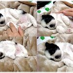 뿡이애기와 또또 시<b>츄</b>랍니다~