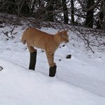 발시려운 고양이의 최후의 <b>수단</b>