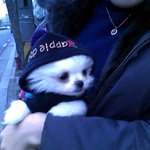 얼짱강아지 우리 눈꽃송이 오랜만에와용 ㅎㅎㅎ