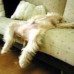 개<b>팔자</b>가 상팔자네 정말