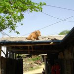 소가 <b>없어</b>졌어요~~~~