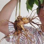 젤비싼<b>산삼</b>이라는데
