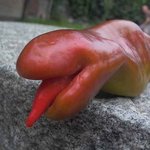 중국에서 발견된....<b>뱀</b> 혀바닥 고추