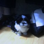 시츄~~ 키우실분....<b>대전유성</b>..