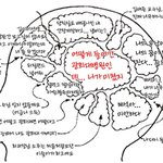 <b>이은성</b>뇌구조ㅎㅎ(13회기준)
