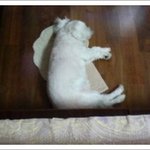 9살이나된 우리 유리 ㅜㅋㅋㅋㅋ