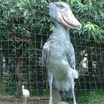 날으는 새중 <b>현존</b>하는 가장큰새