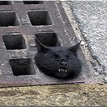<b>하수구</b>에 낀 고양이 ㅠ