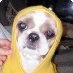 우리집 재롱둥이 막뚱이예여!!