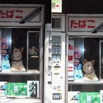개같은알바생 <b>아오</b> 진짜