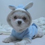 강아지키우시는분들~~~~