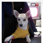 <b>희망</b>군씨리즈 * 특종 *울강아지 <b>희망</b>군 컴퓨터해용..^^ㅋㅋ