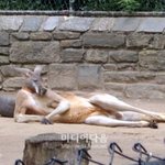 캥<b>가루</b>의 요렴한자세