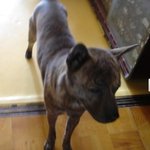 똥개를 찾습니다.