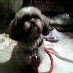 경북 경산시 옥산동에서 시<b>츄</b> 암컷 잃어버리신 분