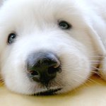 월수 560만원에 빛나는 1박 2일 스타 상근이의 인기비결