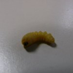 <b>장롱</b>속의 애벌레!!!