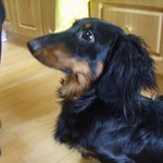 우리집 <b>닥스</b> 검둥이 처음 인사 드립니당 ~ !!