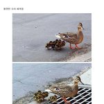 불쌍한 <b>오리</b> 새끼들