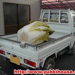 엄청큰<b>배추</b>