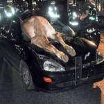 <b>차</b>와 말의 충돌<b>사고</b>..