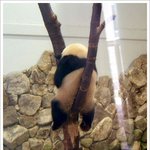 수련중인 <b>팬더</b>.