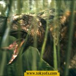 1만년] 에 공룡이 있었다~!!수수께끼의 "공조"사진 <b>독점</b> 입수