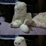 <b>무기력</b>냥이