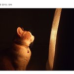 <b>찜질</b>즐기는냥이