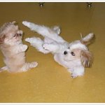 강아지 2단 <b>옆차기</b>
