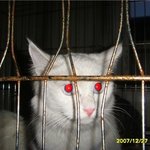 김해 <b>시청</b>과 <b>부산</b> 강서보호소에 항의 해주세요..고양이들이 다죽고...