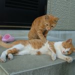 충격! 옷도 안입고 <b>안마</b> 시술하는모습 포착!
