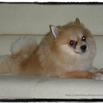 유기견이지만 지금은 행복해요 : )