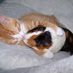 옆구리 <b>시리</b>당 ㅠㅠ