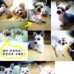 평균 6kg이상 비만 <b>요키</b> 가족♡