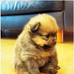 <b>개야</b> 곰이야