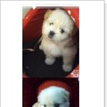 회사에 똥개 <b>미루</b> ㅋㅋ (두번째~)