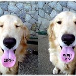 우리집 식구 베컴이예요 골든리튼<b>리버</b>^^^^^^^^♡