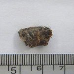 쥐머리깡에 <b>칼날</b>참치까지,,,대체 뭘먹고 살란말인지...