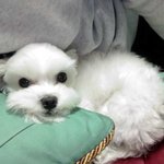 우리집 <b>보물</b>