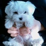 계란을<b>통째</b>로 먹은 우리강아지 어쩜좋나요ㅜㅜ