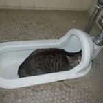 <b>저</b> 변기에 빠졌어요ㅜㅜ(<b>사진</b> 有)