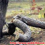 <b>요상</b>스런자세