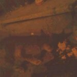 어미잃은 고양이에게 참치를 사주었어요 (사진有)