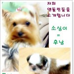 시츄<b>아리</b>&amp;요크후남